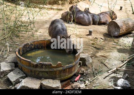 Capybara Trinkwasser im Zoo in Vietnam Stockfoto