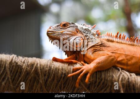 Orange Leguan sitzt auf einem Zweig im Zoo in vietnam Stockfoto