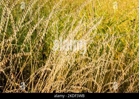 Sideoats Grama Grass, Bouteloua curtipendula, Gras, Saatköpfe, Herbst, Samenköpfe, Mehrjährige, Gräser, Pflanzen Stockfoto