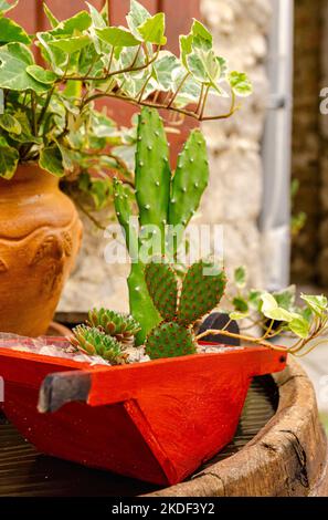 Detail eines glücklichen Kaktus in einem niedlichen kleinen Blumentopf in Miniaturform einer Schubkarre. Schöne Idee für Ihren Garten. Stockfoto