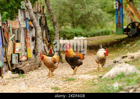 Eine kleine Herde Hühner auf einem Spaziergang. Auf der Jagd nach Essen herumwandern. Vögel, die nicht zu oft fliegen. Stockfoto