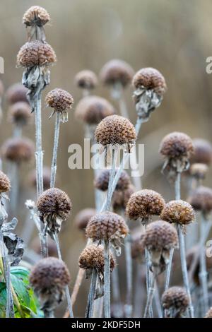 Totköpfe Monarda getrocknete Totköpfe Stiele, Bergamotte, Stiele, Bienenbalsam Stockfoto