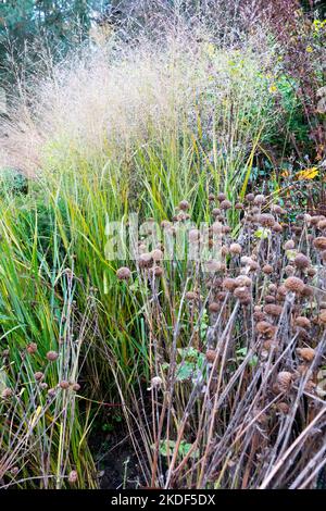 Herbst, Gras, getrocknet, Monarda, Saatköpfe, Stiele, Oswego-Tee, Panicum virgatum, Garten, Saatköpfe Stockfoto