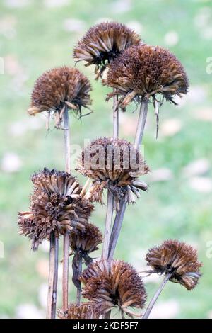 Monarda-Sämeköpfe, Getrocknet, Totenköpfe, Bienenbalsam, Pflanze, Bergamotte, Samen, Köpfe Stockfoto