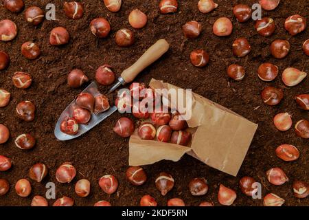 Tulpenbirnen Pflanzen Hintergrund. Herbst Tulpen Pflanzen und Garten flach legen Stillleben Konzept. Tulpenbirnen in einem Papierbeutel auf Boden Hintergrund. Stockfoto