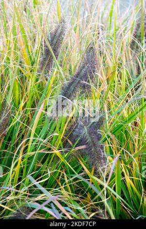 Pennisetum, Gräser, Brunnengras, Pennisetum alopecuroides, Samenköpfe, Pennisetums, Garten, Grasklumpen, Blüten, Pennisetum Black Beauty Stockfoto