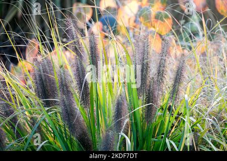 Pennisetum, Brunnengras, Saatköpfe, Pennisetum „Black Beauty“, Blume, Winterfest, Gras, Jahreszeit, Pflanze, Saatköpfe Stockfoto