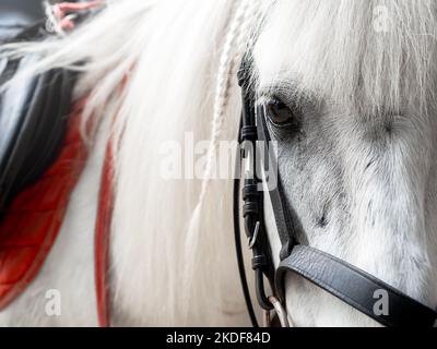 Nahaufnahme des Auges und des Kopfes eines schönen weißen Rennpferdes mit Sattel. Nahaufnahme weißes Pferdeporträt mit weißen Haaren und Geflecht, das sich ansah, kam Stockfoto
