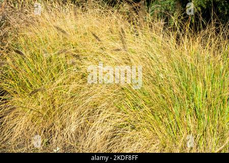 Brunnengras, Garten, Pennisetum alopecuroides 'Cassian', Klumpen, Pennisetums, Herbst, Pflanze, Gräser Stockfoto