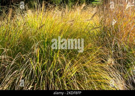 Brunnengras, Garten, Pennisetum alopecuroides 'Cassian', Klumpen, Pennisetums, Herbst, Pflanze, Gräser Stockfoto