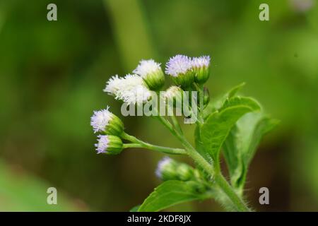 Macro Shot Bandotan (Ageratum conyzoides) ist eine Art von Agrarkraut, das zum Stamm der Asteraceae gehört. Gegen Dysenterie und Durchfall Stockfoto