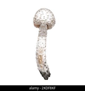 Aquarell realistischer Pilz. Schöner Pilz-Blusher. Weiße Pilze Stockfoto