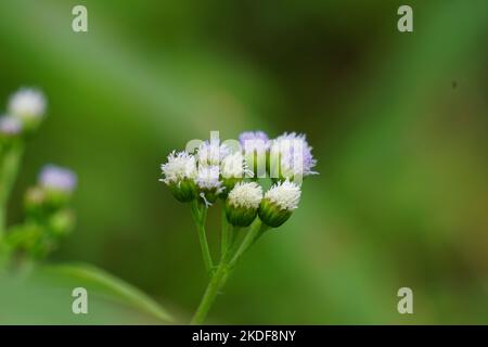 Macro Shot Bandotan (Ageratum conyzoides) ist eine Art von Agrarkraut, das zum Stamm der Asteraceae gehört. Gegen Dysenterie und Durchfall Stockfoto