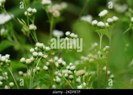 Macro Shot Bandotan (Ageratum conyzoides) ist eine Art von Agrarkraut, das zum Stamm der Asteraceae gehört. Gegen Dysenterie und Durchfall Stockfoto