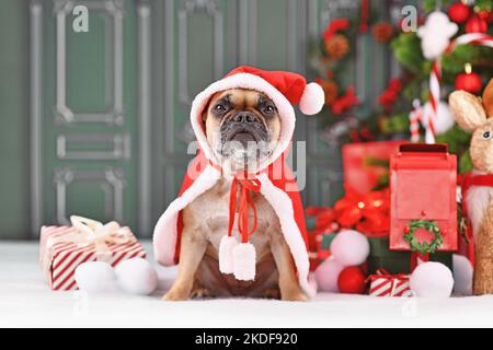 Französische Bulldogge mit Weihnachtsmann Umhang vor grüner Wand mit saisonaler Dekoration Stockfoto