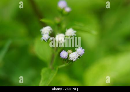 Macro Shot Bandotan (Ageratum conyzoides) ist eine Art von Agrarkraut, das zum Stamm der Asteraceae gehört. Gegen Dysenterie und Durchfall Stockfoto