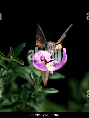 Fliegende Kolibri- oder Falkenmotten-Foto, Nahaufnahme der Kolibri-Falkenmotte Stockfoto