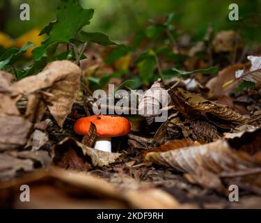 Roter russulaceae-Herbstpilz, Nahaufnahme eines roten Pilzes, der in den Blättern versteckt ist Stockfoto