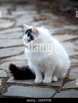 Weiße weibliche streunende Katze mit schwarzem Schwanz, Katze posiert für ein Foto Stockfoto