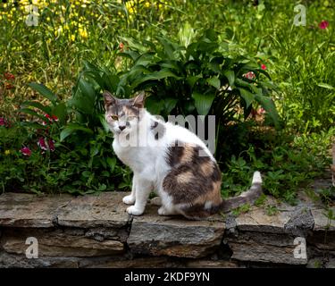 Weibliche tabby Katze Blick auf die Kamera, Nahaufnahme einer weiblichen streunenden Katze Stockfoto