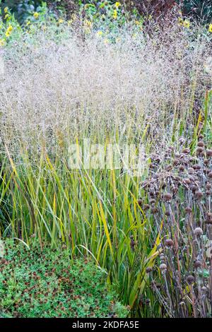 Panikrasen, Schaltergras, Panicum virgatum 'JS Black and Blue', Herbst, Garten, Gräser, Kante Stockfoto