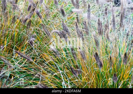 Brunnengras, Pennisetum alopecuroides „Black Beauty“, Herbst, Garten, Grünkohl, Gräser, Hardy, mehrjährige Ziergräser Stockfoto