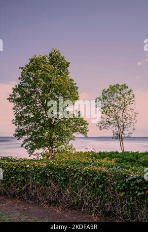 Bäume entlang der Küste des Meeres an einem warmen Frühlingstag in Dänemark Stockfoto