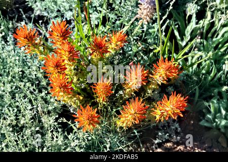 Indischer Pinsel wächst entlang des Pacific Crest Trail, Sierra Nevada, Kalifornien, USA Stockfoto