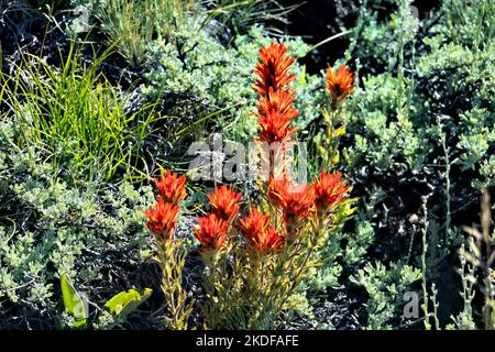 Indischer Pinsel wächst entlang des Pacific Crest Trail, Sierra Nevada, Kalifornien, USA Stockfoto