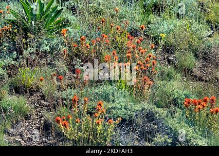 Indischer Pinsel wächst entlang des Pacific Crest Trail, Sierra Nevada, Kalifornien, USA Stockfoto