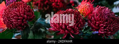 Dunkles Pflaumenlila Chrysanthemen Blumenhintergrund. Webbanner. Stockfoto