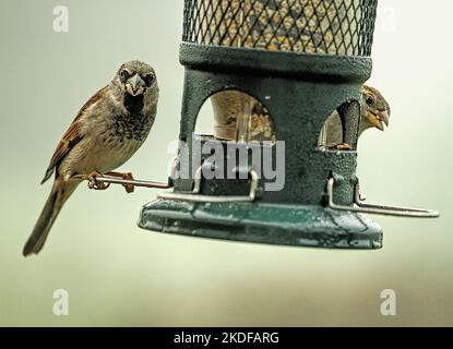 Nahaufnahme eines Sperling, der auf einem Ast thront Stockfoto