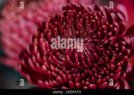 Dunkles Pflaumenlila Chrysanthemen Blumenhintergrund. Stockfoto