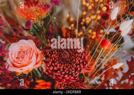 Dunkelpflaumenviolette Chrysanthemen und rosafarbene Rosenblumen als Hintergrund. Stockfoto