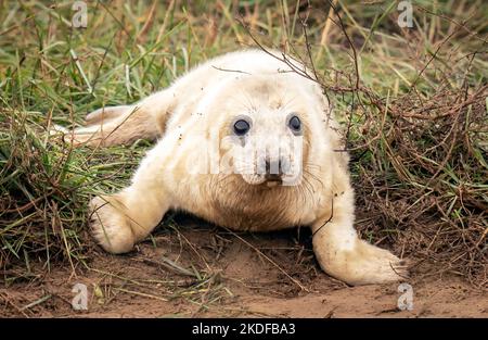 Ein Graurobben-Jungtier, im Donna NOOK National Nature Reserve in North Lincolnshire, wo jedes Jahr Ende Oktober, November und Dezember Kegelrobben kommen, um ihre Jungen in der Nähe der Sanddünen zu gebären, zieht das Tierspektakel Besucher aus ganz Großbritannien an. Bilddatum: Sonntag, 6. November 2022. Stockfoto