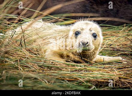 Ein Graurobben-Jungtier, im Donna NOOK National Nature Reserve in North Lincolnshire, wo jedes Jahr Ende Oktober, November und Dezember Kegelrobben kommen, um ihre Jungen in der Nähe der Sanddünen zu gebären, zieht das Tierspektakel Besucher aus ganz Großbritannien an. Bilddatum: Sonntag, 6. November 2022. Stockfoto