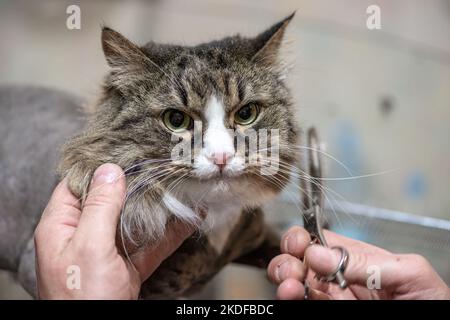 Katzenpflege im Kosmetiksalon für Haustiere. Grooming Master schneidet und rasiert eine Katze, sorgt für eine Katze aus der Nähe Stockfoto