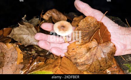 Symbolfoto für Pilzvergiftung Stockfoto