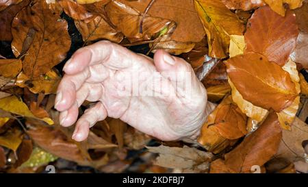 Symbolfoto für Pilzvergiftung Stockfoto