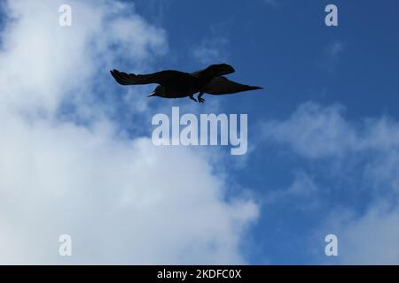 Silhouette einer aufragenden schwarzen Vogelkrähe vor einem blauen Himmel mit weichen weißen Wolken (Seaford, England, Großbritannien). Hintergrund des Motivationsposter-Konzepts Stockfoto