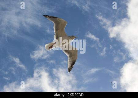 Ein einziger weißer Möwenvogel, der in einem wolkig-blauen Himmel fliegt. Die Flügel öffnen die Möwe, die unter einem wispy weißen, blauen Himmel gleitet. Stockfoto