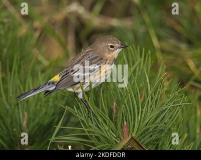 Myrtle Warbler auch bekannt als Yellow-rumped Warbler (Setophaga coronata), in der Nähe von Irland, Festland Shetland, Shetland, Schottland Stockfoto