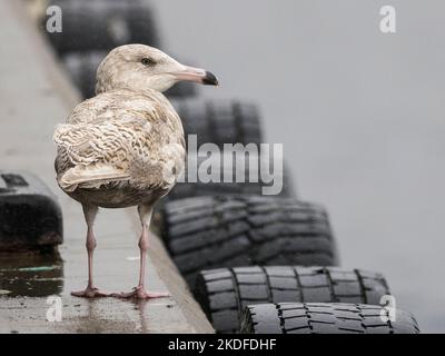 Unreife Wassermöwe (Larus hyperboreus) im Regen, Lerwick, Festland, Shetland, Schottland Stockfoto