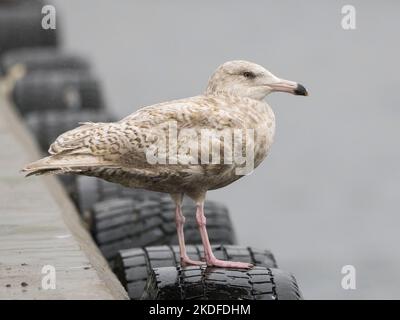 Unreife Wassermöwe (Larus hyperboreus) im Regen, Lerwick, Festland, Shetland, Schottland Stockfoto