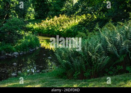 Farn und Gras am Ufer eines Baches im Park im Sommer. Stockfoto