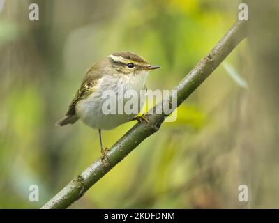 Gelbbrauenwaldsänger (Phylloscopus inornatus), West Mainland, Shetland, Schottland Stockfoto