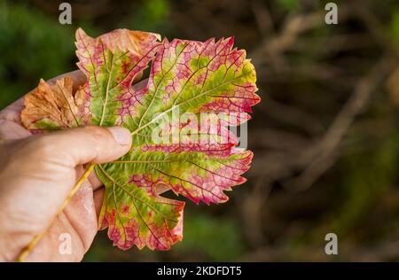 Hand hält ein buntes Weinblatt an einem blauen Himmel. Stockfoto