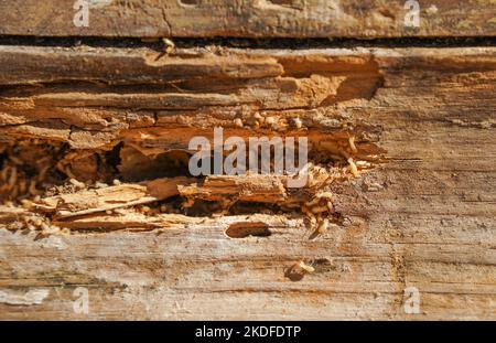 Trockenholz-Termitenbefall, mit Schäden an Holzbalken.Spanien. Stockfoto
