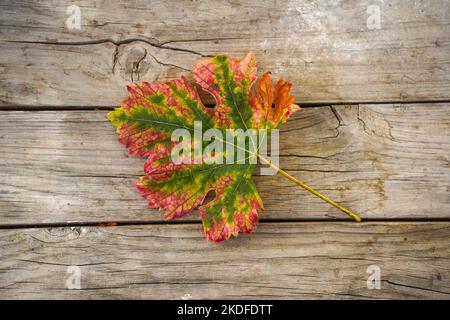 Buntes Weinblatt auf einem hölzernen Hintergrund. Stockfoto