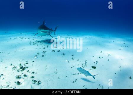 Tiger Shark (Galeocerdo cuvier) nähert sich über den Sandboden. Tiger Beach, Bahamas Stockfoto